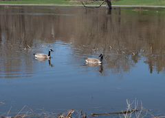 Branta canadensis