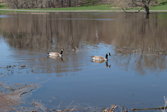 Branta canadensis