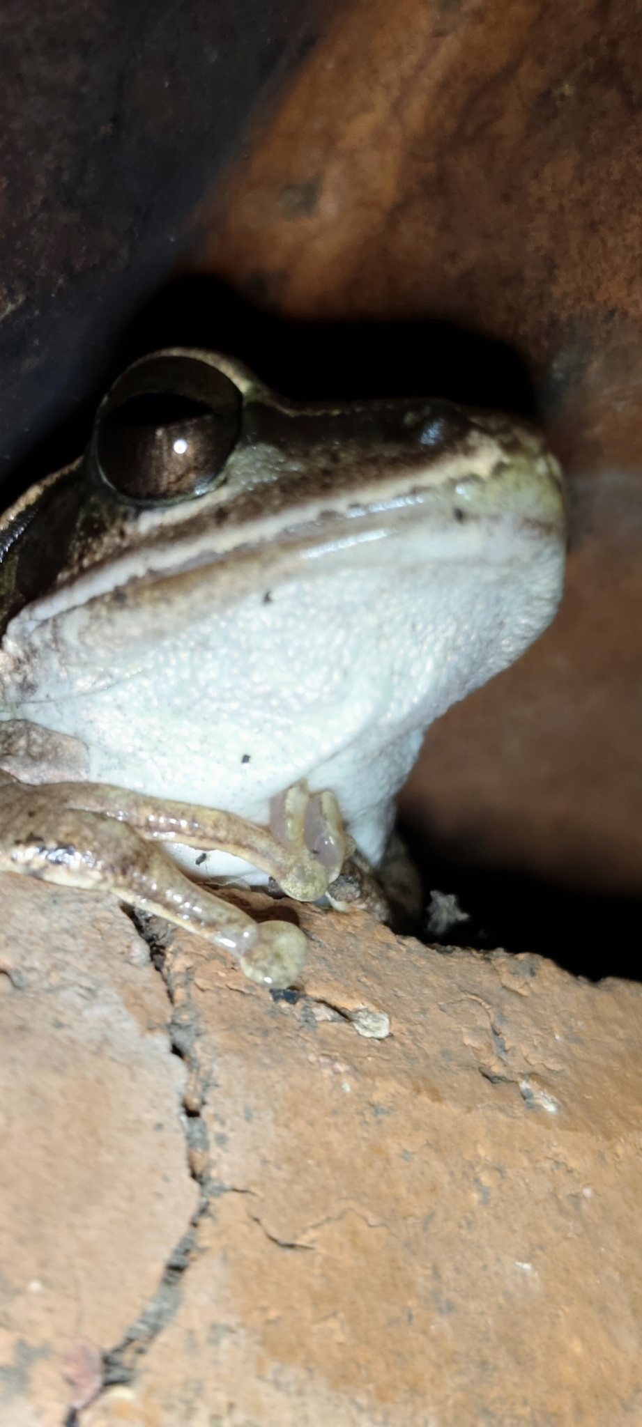 Big-Headed Whipping Frog
