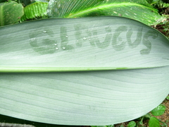 Costus glaucus image