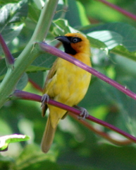 Ploceus brachypterus