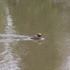 Podiceps auritus