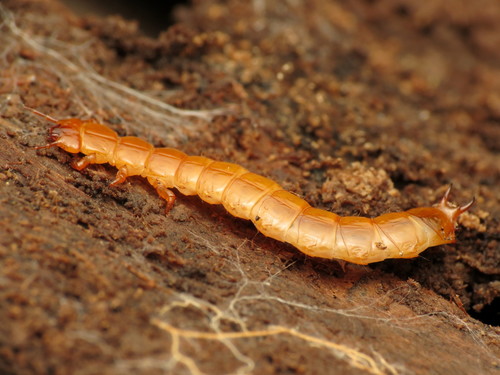 Red Flat Bark Beetle photo 5