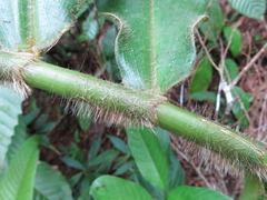Costus villosissimus