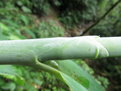Costus glaucus