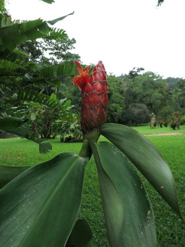 Costus pulverulentus
