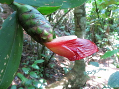 Costus laevis
