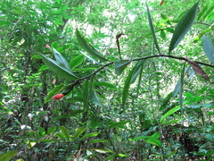 Costus laevis