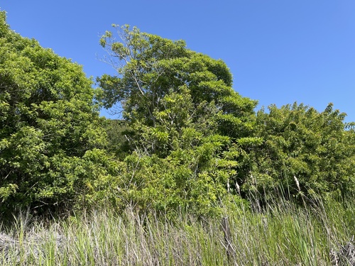 Rauvolfia sumatrana observed 2025-06-21