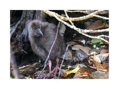 Gallirallus australis scotti