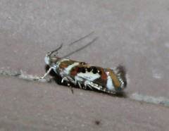 Aristotelia elegantella