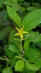 Corchorus siliquosus