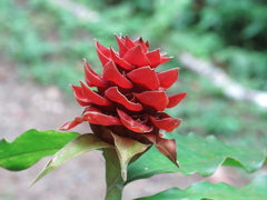 Costus ricus