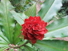 Costus ricus
