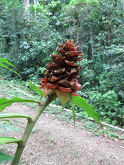 Costus ricus