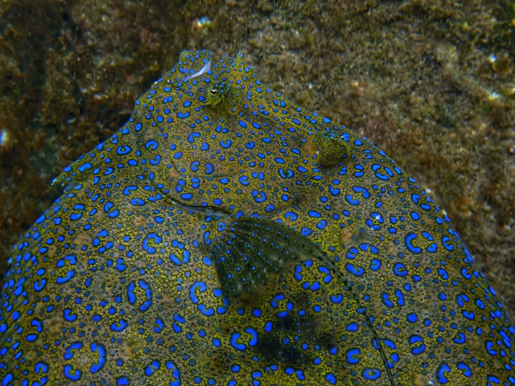 Tropical Flounder