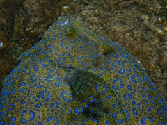 Tropical Flounder photo 1