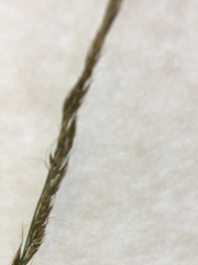 Muhlenbergia montana