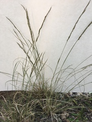 Muhlenbergia montana
