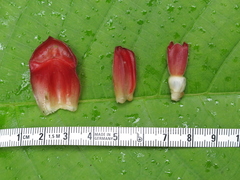 Costus ricus