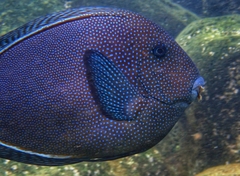 Bluespotted Surgeonfish photo 4