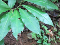 Costus ricus
