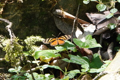 Eresia ithomioides alsina