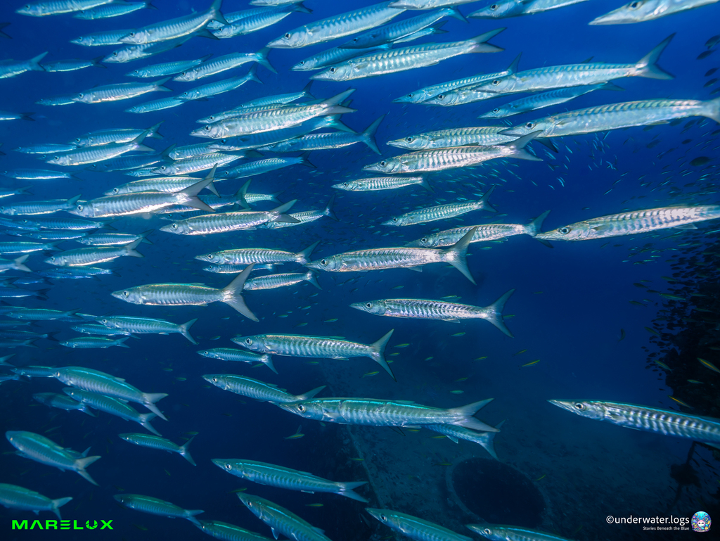 Dense school of chevron barracuda underwater