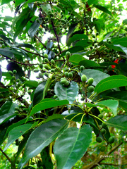 Elaeocarpus japonicus