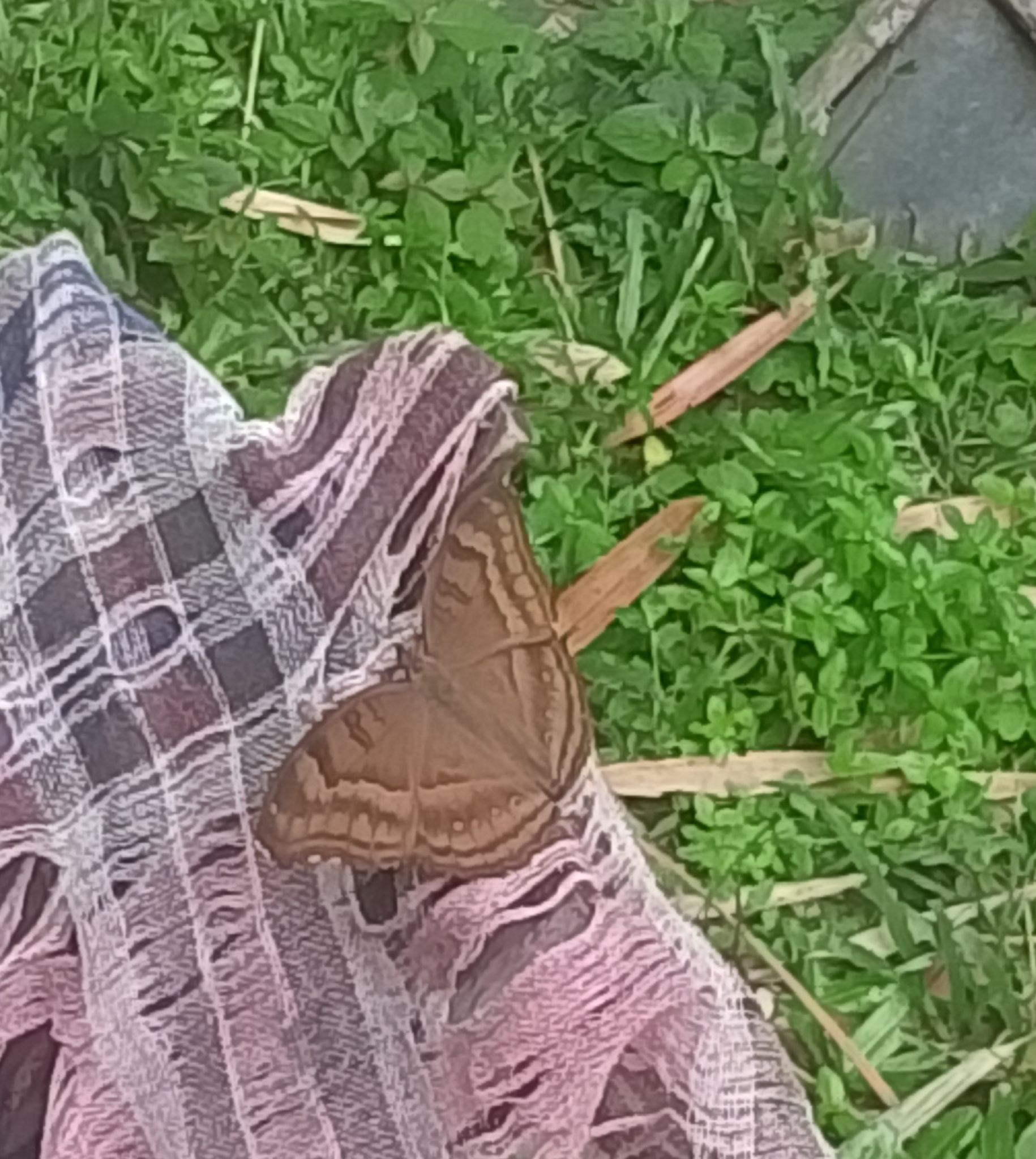Chocolate Pansy