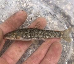 Santa Ana Speckled Dace photo 4