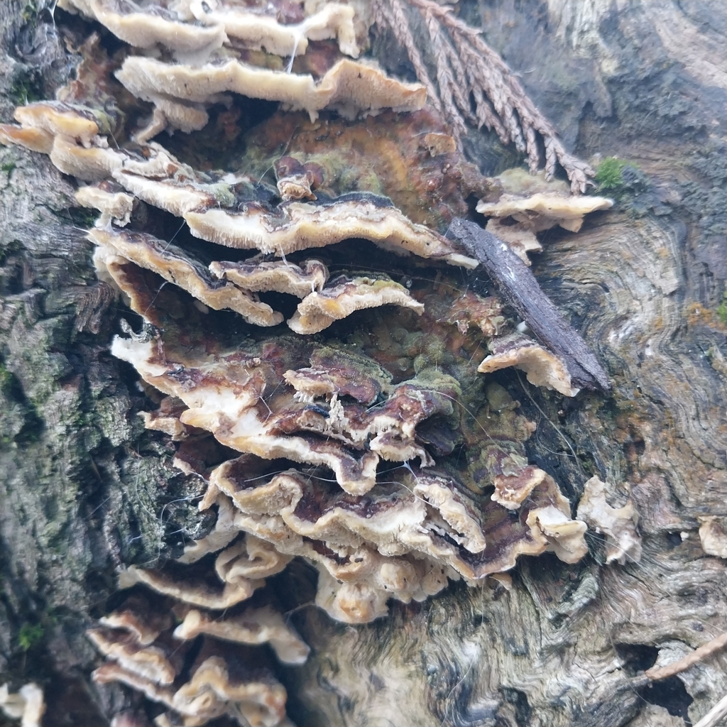 Trametes versicolor · June 2025 · photo: © kiwialli (iNaturalist, cc-by)