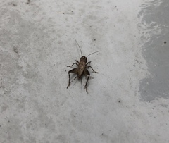 Loxoblemmus equestris