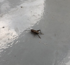 Loxoblemmus equestris