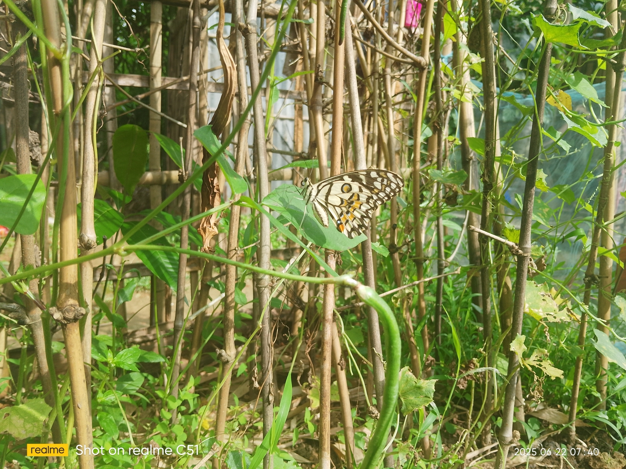 Lime Swallowtail
