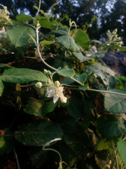 Funastrum pannosum
