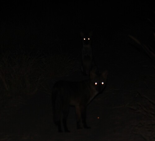 Crab-eating Fox