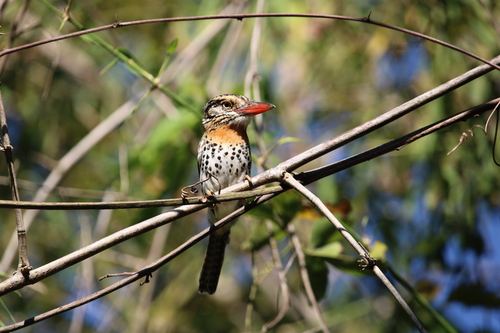 Spot-backed Puffbird