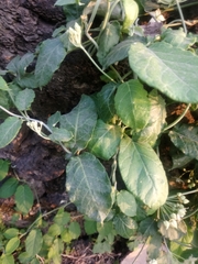 Funastrum pannosum