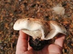 Phellodon fuligineoalbus