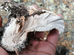 Phellodon fuligineoalbus