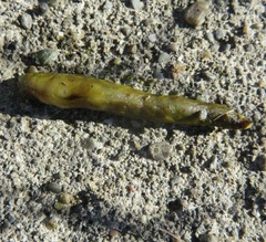 Athoracophorus papillatus