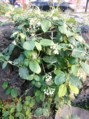 Funastrum pannosum