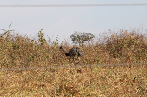 Greater Rhea
