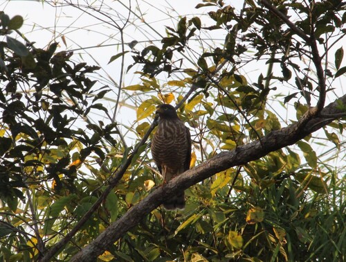 Roadside Hawk