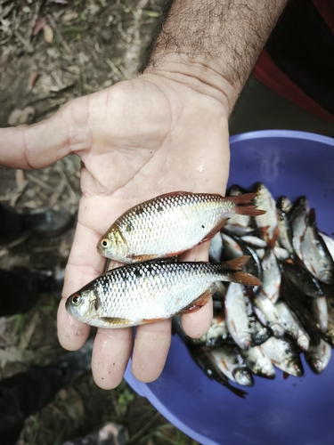 Twospot astyanax (Astyanax bimaculatus) — Characidae — 4