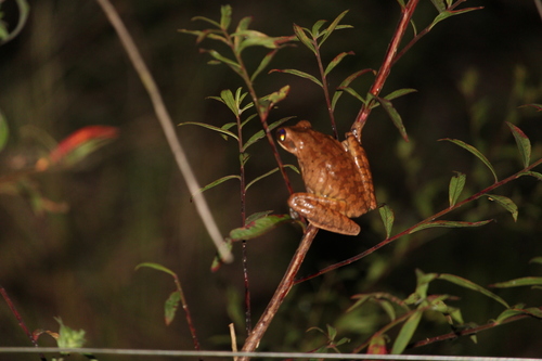 Chaco Tree Frog