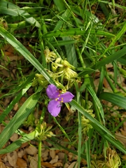 Tradescantia gigantea