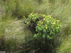 Euryops abrotanifolius