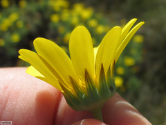 Euryops abrotanifolius